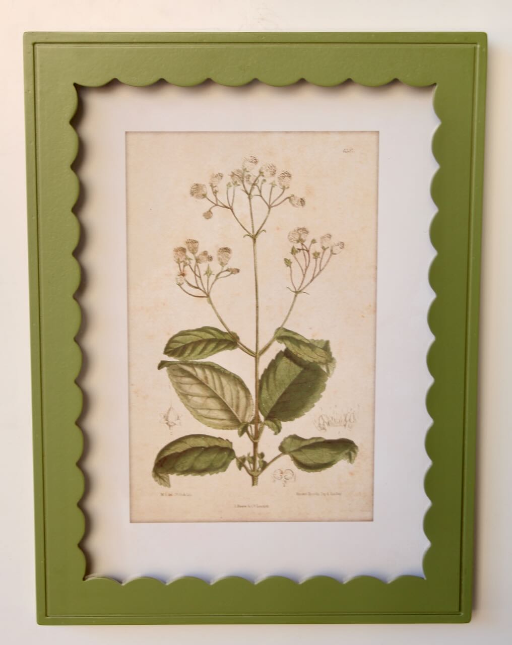 Green Scallop Box Frame Botanical